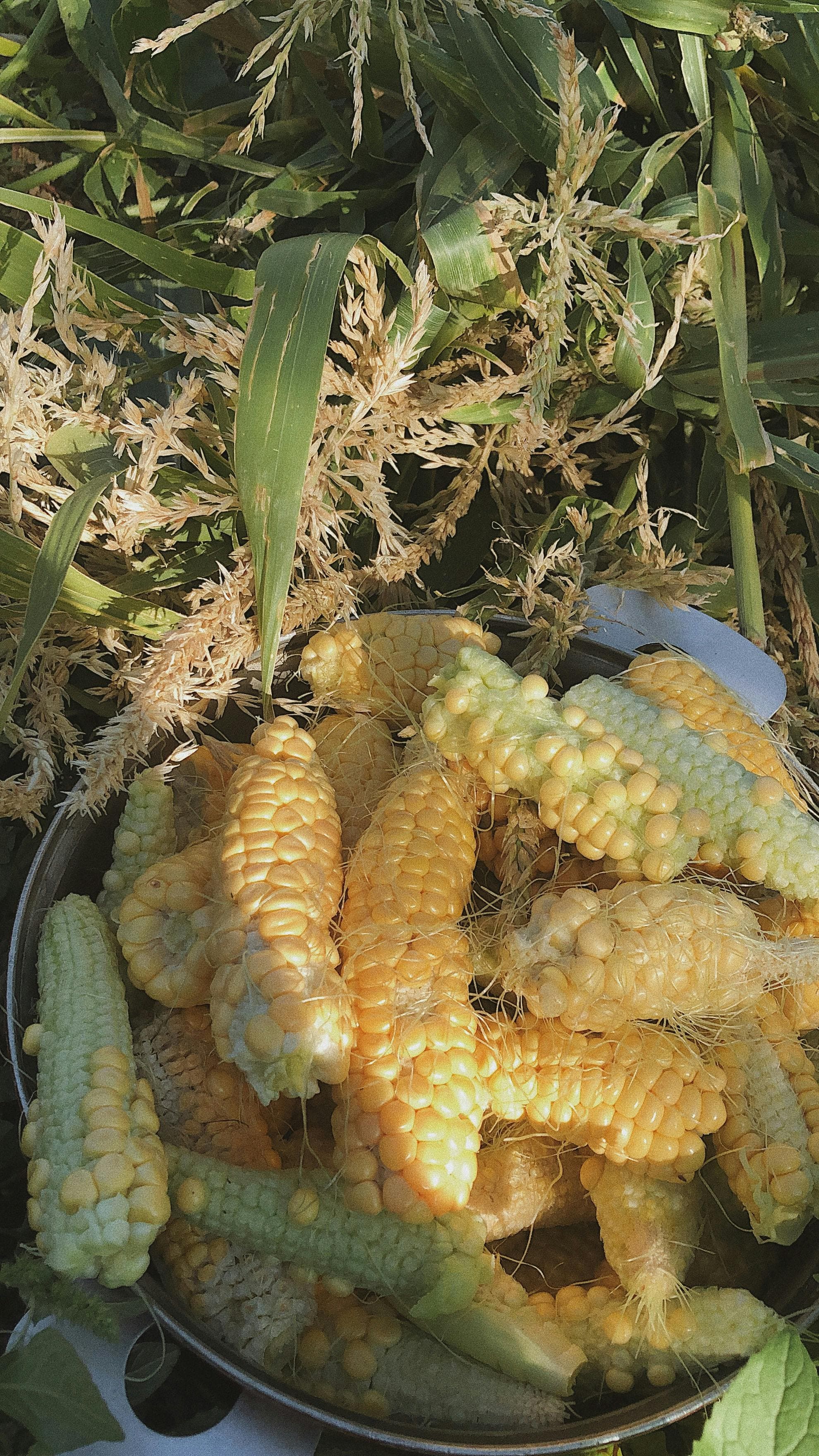 Unité de Transformation "Elila"